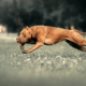 The Cane Corso: Temperament, Care & Personality Guide