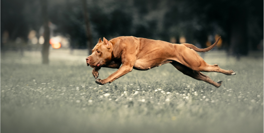 Cane Corso muscular dog portrait