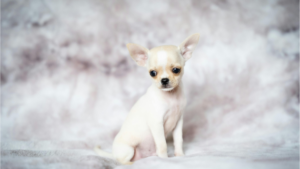Chihuahua close-up with large eyes