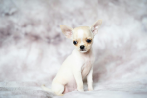 Chihuahua close-up with large eyes