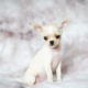 The Chihuahua: Temperament, Care & Personality Guide