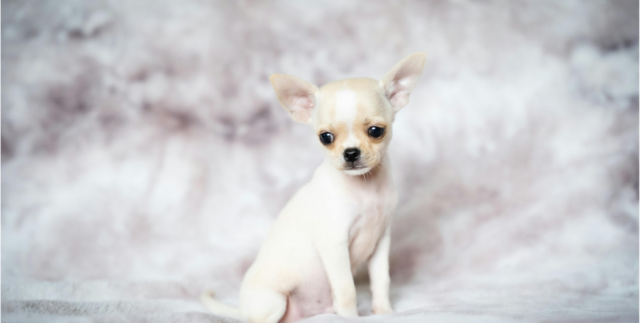 Chihuahua close-up with large eyes