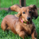 The Dachshund: Temperament, Care & Personality Guide