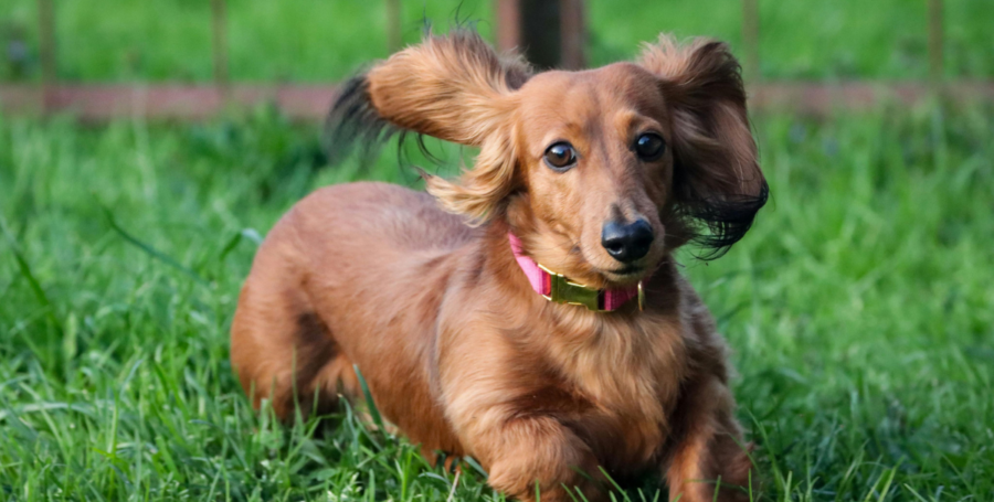 Dachshund long body close-up