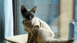 Devon Rex large ears close-up