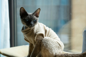 Devon Rex large ears close-up