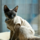 The Devon Rex: Temperament, Care & Personality Guide