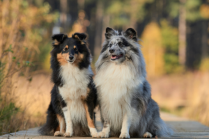 Sable Sheltie close-up