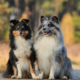 The Shetland Sheepdog: Temperament, Care & Personality Guide