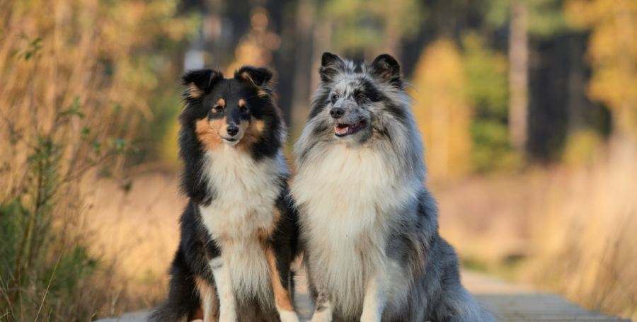 Sable Sheltie close-up
