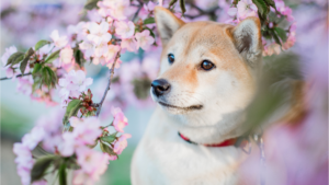 shiba inu in the spring with flowers