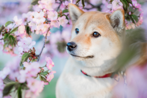 shiba inu in the spring with flowers