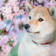 The Shiba Inu: Temperament, Care & Personality Guide