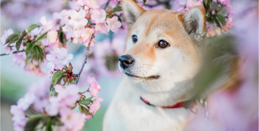 shiba inu in the spring with flowers