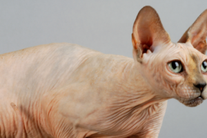 Sphynx cat wrinkles close-up