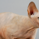 The Sphynx: Temperament, Care & Personality Guide