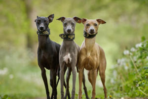 Whippet elegant standing portrait