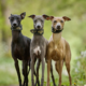 The Whippet: Temperament, Care & Personality Guide