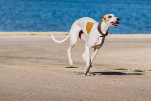 dog swimming safety
