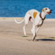 Pet Water Safety and Swimming Tips