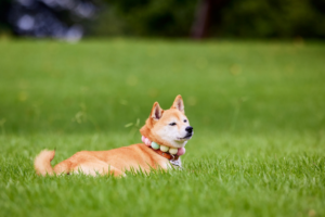 Pet Seasonal Allergies: Gentle Relief Tips for Spring