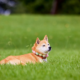 Pet Seasonal Allergies: Gentle Relief Tips for Spring