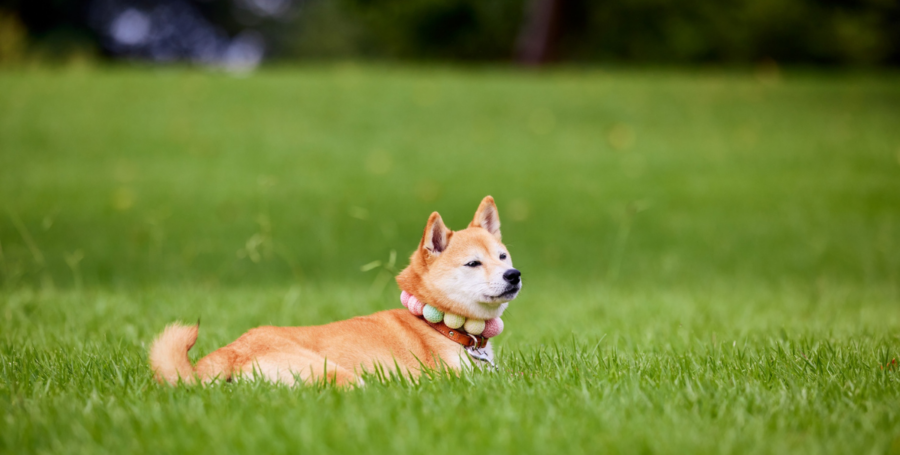 Dog in spring environment