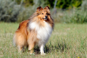 Dog walking during cool early morning summer weather