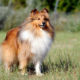 Summer Pet Hydration and Cooling Tip