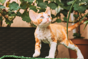 cat in the garden