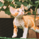 The Benefits of Sniffaris for Pet Enrichment