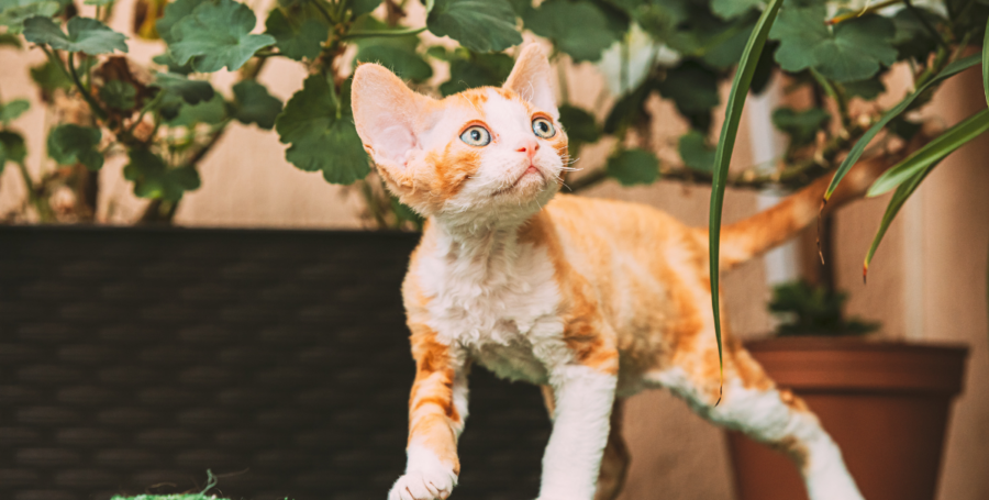 cat in the garden