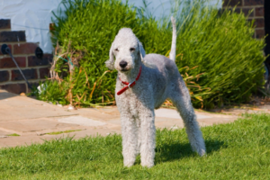 The Bedlington Terrier: Temperament, Care & Personality Guide