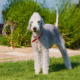 The Bedlington Terrier: Temperament, Care & Personality Guide