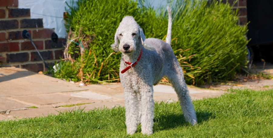 The Bedlington Terrier: Temperament, Care & Personality Guide