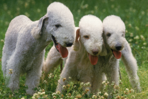 The Ultimate Summer Holiday Pet Checklist