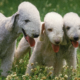 The Ultimate Summer Holiday Pet Checklist