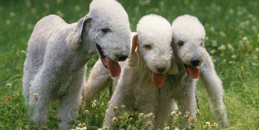 The Ultimate Summer Holiday Pet Checklist