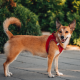 Indoor Pet Enrichment Ideas for Hot Summer Days