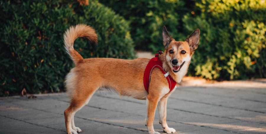 Dog enjoying a walk