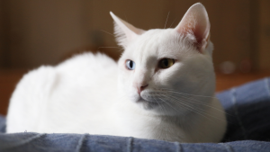 Cozy pet resting area prepared for alone time