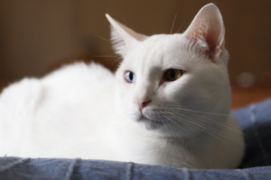 Cozy pet resting area prepared for alone time