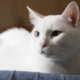 Helping Your Pet Adjust to the Back-to-School Routine