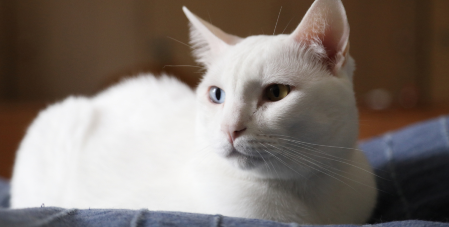 Cozy pet resting area prepared for alone time
