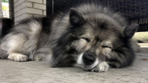 Senior dog resting comfortably