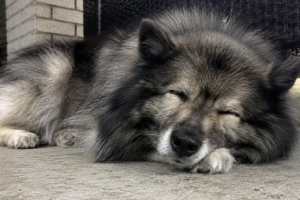 Senior dog resting comfortably
