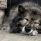 Summer Comfort Guide for Senior Pets