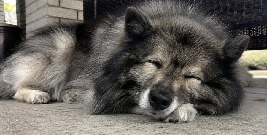 Senior dog resting comfortably
