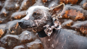 Elderly dog resting peacefully