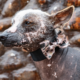 Late Summer Comfort Tips for Senior Pets